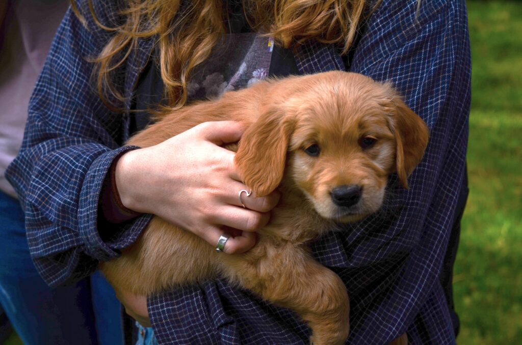 Woman holding an adorable golden retriever puppy.